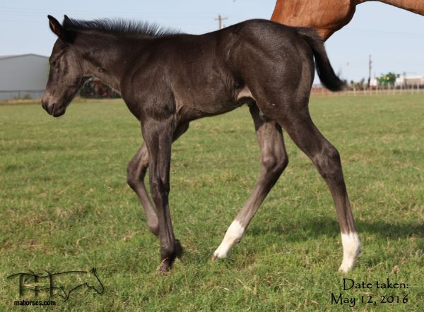 Red Robbin Hayes 2016 Colt